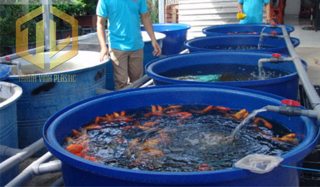 thùng tròn 1200l nuôi cá Koi
