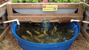 nuoi-ca-ro-trong-thung-nhua