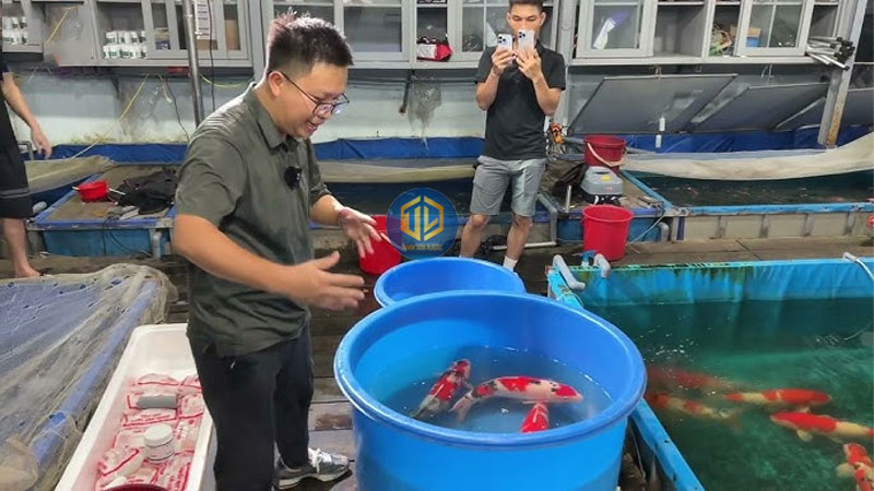 TOP thùng nhựa nuôi cá Koi và những lưu ý khi nuôi cá Koi trong thùng nhựa