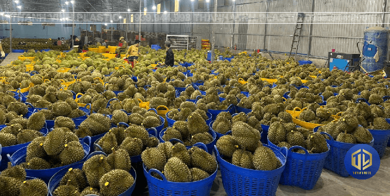 cần xé đựng sầu riêng