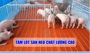 Tấm lót sàn chuồng heo chất lượng cao