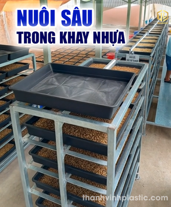 Nuôi sâu canxi trong khay nhựa