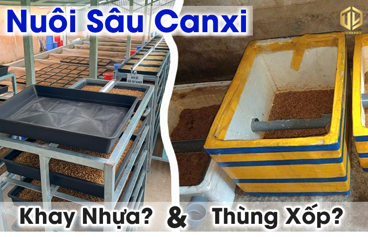 Nuôi sâu canxi