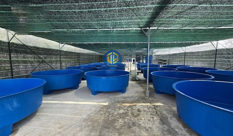 Kỹ thuật nuôi cá trê trong thùng nhựa đạt năng suất cao