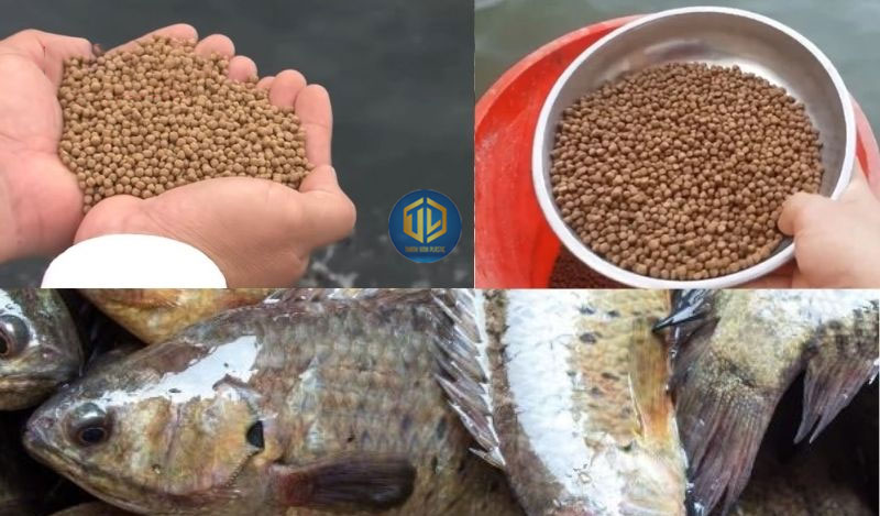 Cách nuôi cá rô đồng và cá rô phi trong thùng nhựa hiệu quả