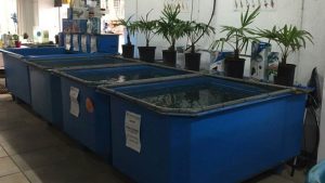tank nhua nuoi ca