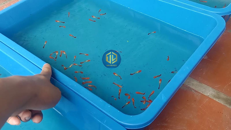 Chậu nhựa nuôi cá cảnh, cá Koi, cá bảy màu nên chọn loại nào?