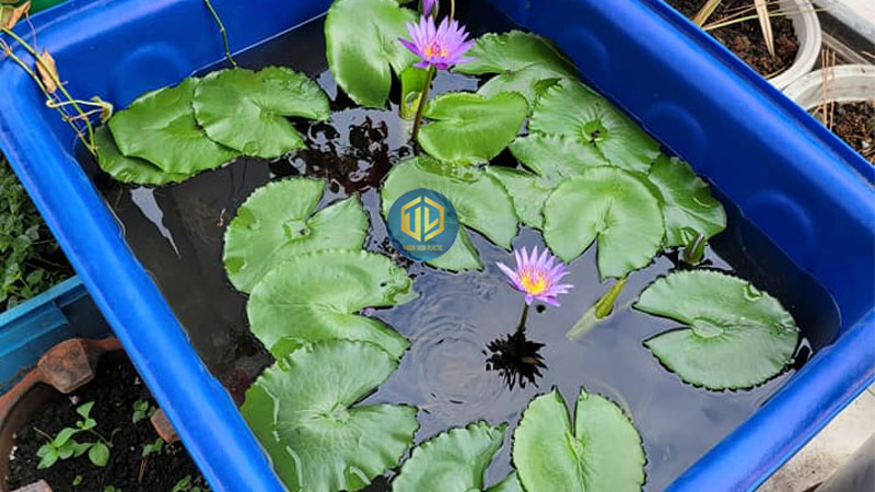 Chậu nhựa nuôi cá cảnh, cá Koi, cá bảy màu nên chọn loại nào?
