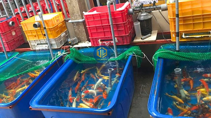 Thùng nhựa nuôi cá là gì? Cách chọn dung tích phù hợp từ 100L - 5000L