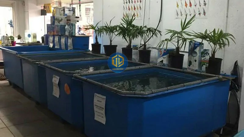 Thùng nhựa nuôi cá là gì? Cách chọn dung tích phù hợp từ 100L - 5000L