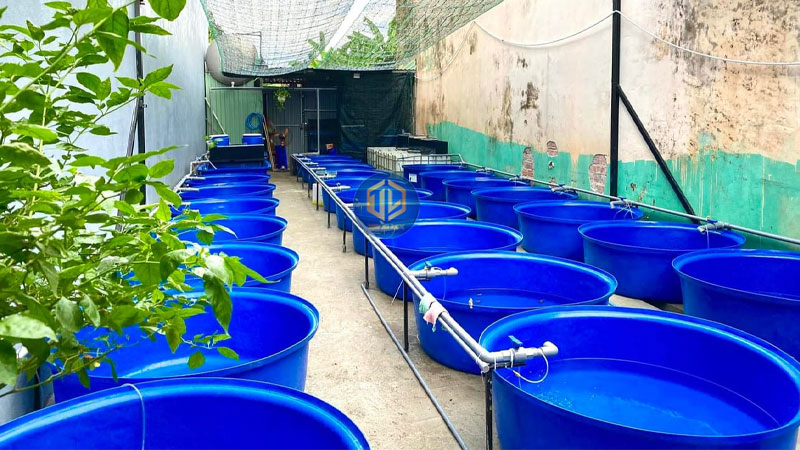 Thùng nhựa tròn nuôi cá có tốt không? Nên chọn loại bao nhiêu lít?