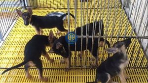 Tấm lót sàn chuồng chó.