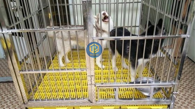 Tấm nhựa lót sàn cho chuồng chó
