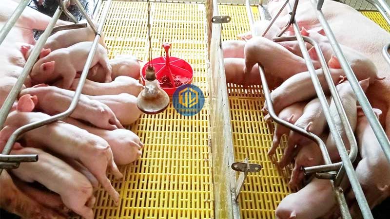 Tấm lót sàn chuồng heo