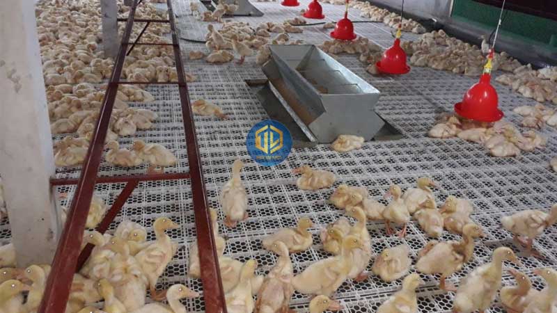 Tấm nhựa lót chuồng gia cầm.